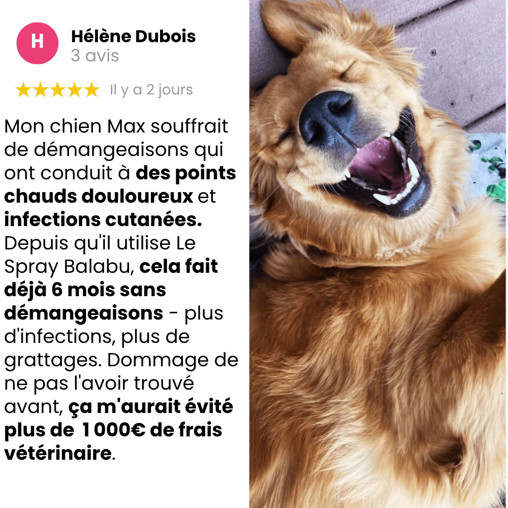 Offrez à votre chien le confort qu’il mérite 🐾