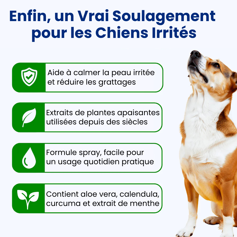Offrez à votre chien le confort qu’il mérite 🐾