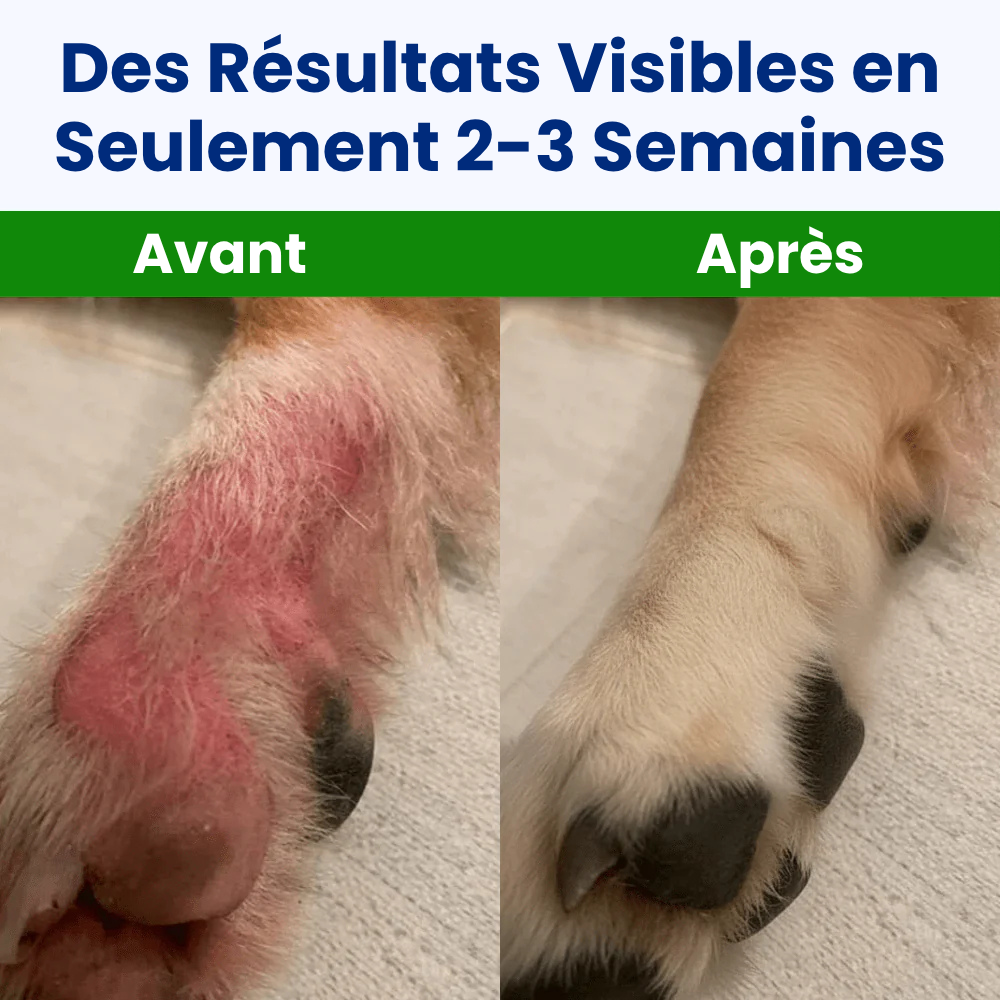 Offrez à votre chien le confort qu’il mérite 🐾
