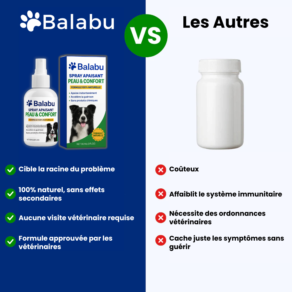 Offrez à votre chien le confort qu’il mérite 🐾