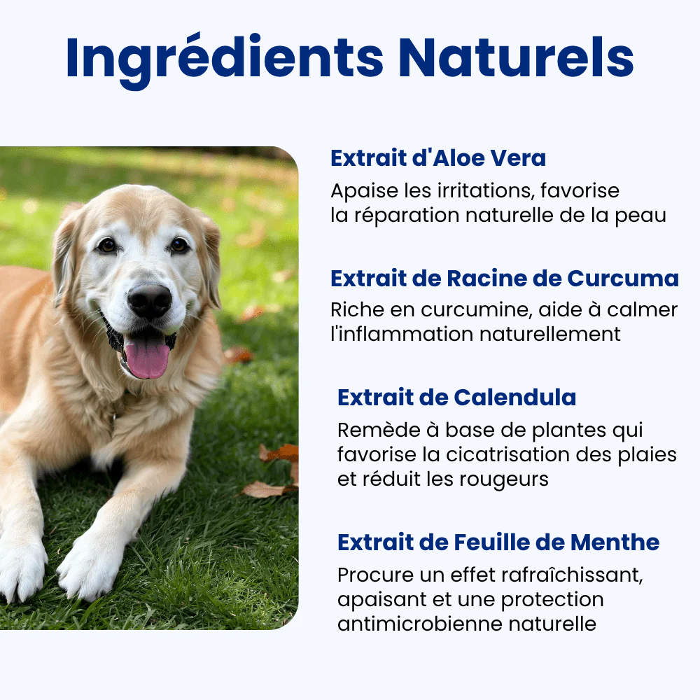 Offrez à votre chien le confort qu’il mérite 🐾