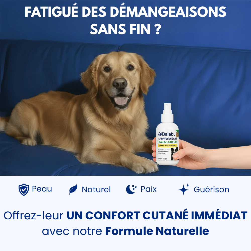 Offrez à votre chien le confort qu’il mérite 🐾
