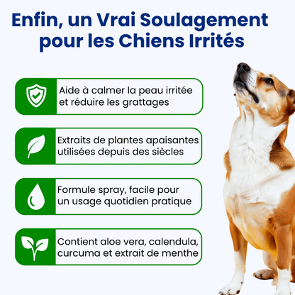 Offrez à votre chien le confort qu’il mérite 🐾