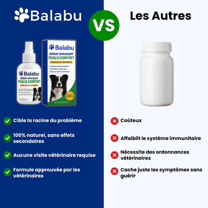 Offrez à votre chien le confort qu’il mérite 🐾